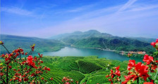 为全球共享干净黔茶 贵州茶园除草剂整治再升级