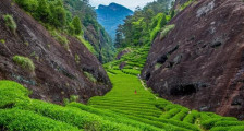 福建日报：武夷山市实施专项行动 小茶叶长成大产业