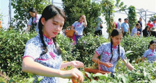 紫金县首届茶旅文化节举行