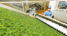 海南农垦两款茶业获评“寻茶中国”金奖