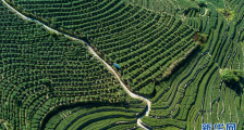“秃头山”里种出“生态茶”——福建安溪槐川村的绿色致富路
