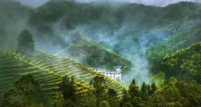 【乡村振兴第一线】万亩茶田打造文创茶林综合生态园