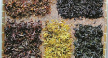 从白化茶种质开发到紫化茶品种育成 宁波茶业迎来多彩时代