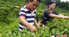 台湾“茶痴”广西寻种茶宝地 倾力打造千亩理想茶园
