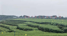 培育精制川茶产业 四川将开展“六大行动”
