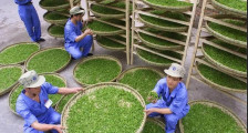 【川茶集团】一片小小茶叶托起脱贫奔康和产业兴旺的新春天