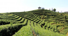 四川泸州纳溪区：“数字+茶园”助推百亿茶产业提档升级