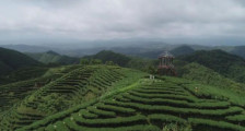 紫金发挥人大职能优势，助推茶产业发展！