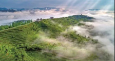 黔南推进茶旅融合高质量发展——茶园变景区 茶山变金山