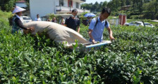 潜山市：茶产业提质增效