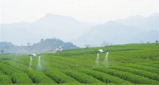 无人机入茶园显身手 5天完成5000多亩茶地的除虫喷洒作业