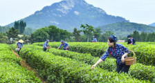 茶旅融合 - 临沭县春山茶场：发挥茶叶协会优势打造南茶北引科普示范园区