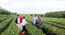国家级茶叶审评专家考察白石溪茶产业