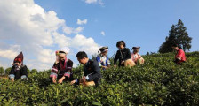 普安税务：精细服务“贵州绿茶”第一采 助力茶民喜丰收笑开颜