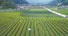 “小茶叶”走出发展“大路径” ——恩施市白果乡建强茶产业链助力乡村振兴纪实