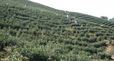 防疫采茶“两不误”，杨家埠街道今年茶叶产值超千万！
