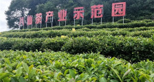 小茶叶撑起大产业，助力乡村振兴发展