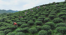 黔南三都县上半年茶产值突破4亿元 同比增长超50%