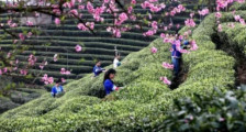 2022广西三江茶“电商消费节”盛大开幕，让敢于天下先的三江早春茶走入千万家